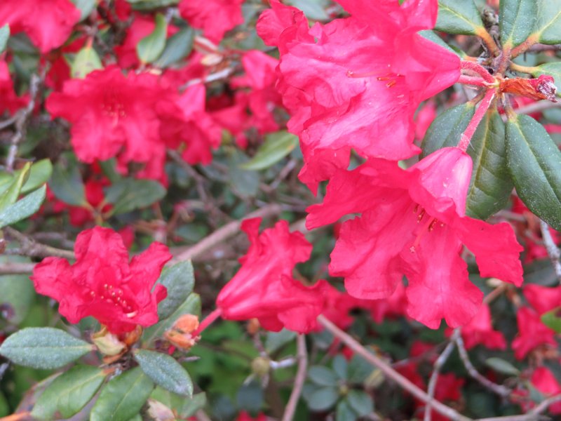 rhododendron inpiditum (2)